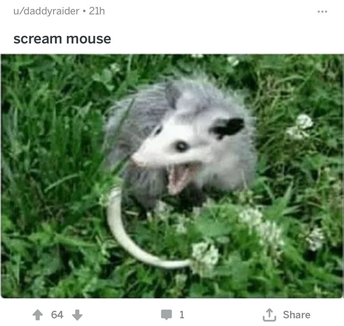 A List Of Proper Animal Names