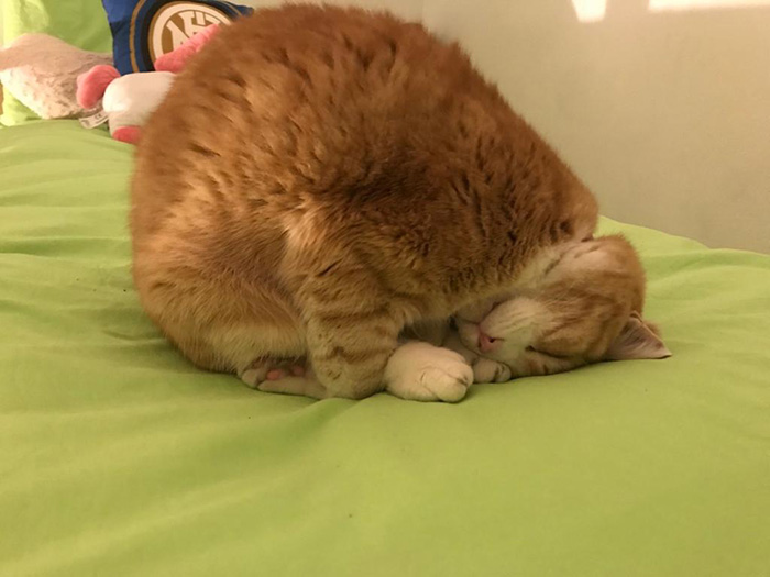 ubrkk-how-this-cat-sleeps.jpg