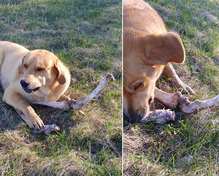 Bear Distracts Dog With Bones So He Can Rummage Through Trash