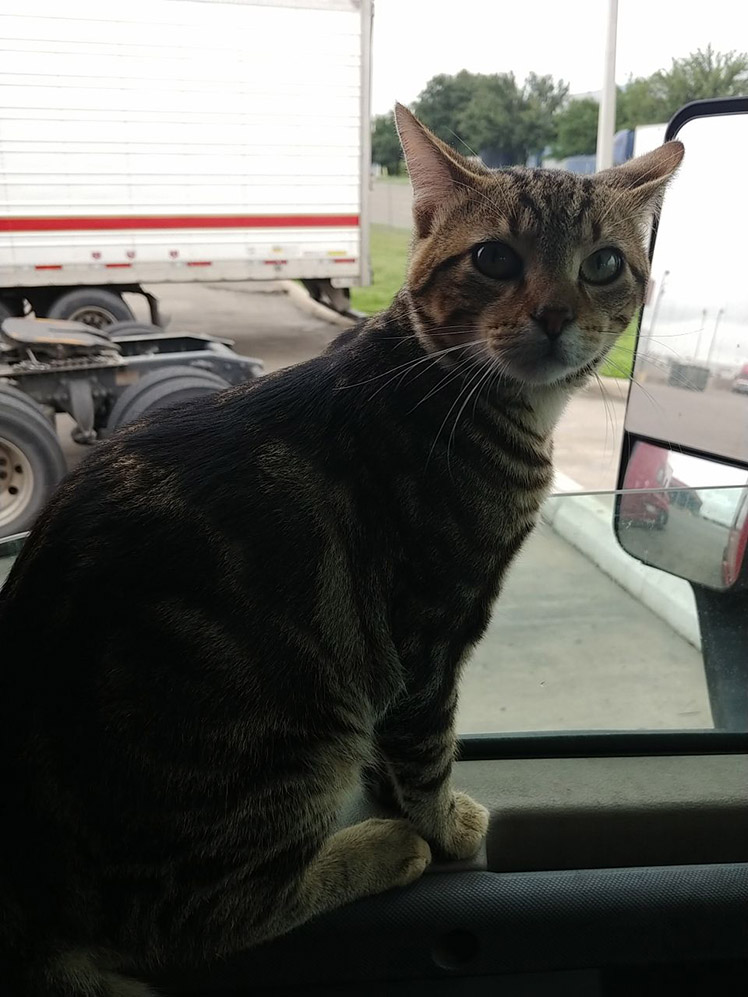 reddit helps trucker find missing cat
