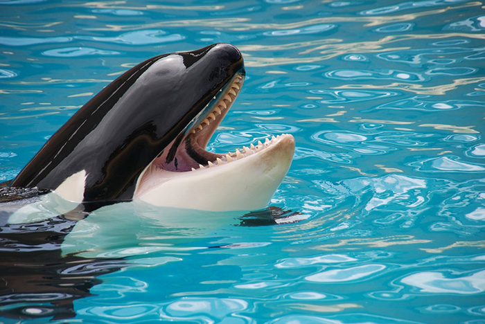 canada bans whale breeding captivity