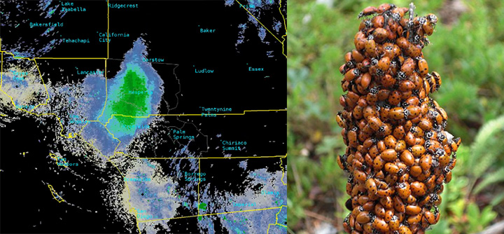 swarm of ladybugs radar