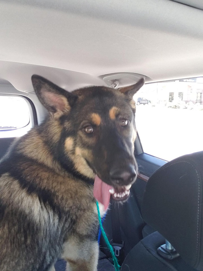 cop adopts dog