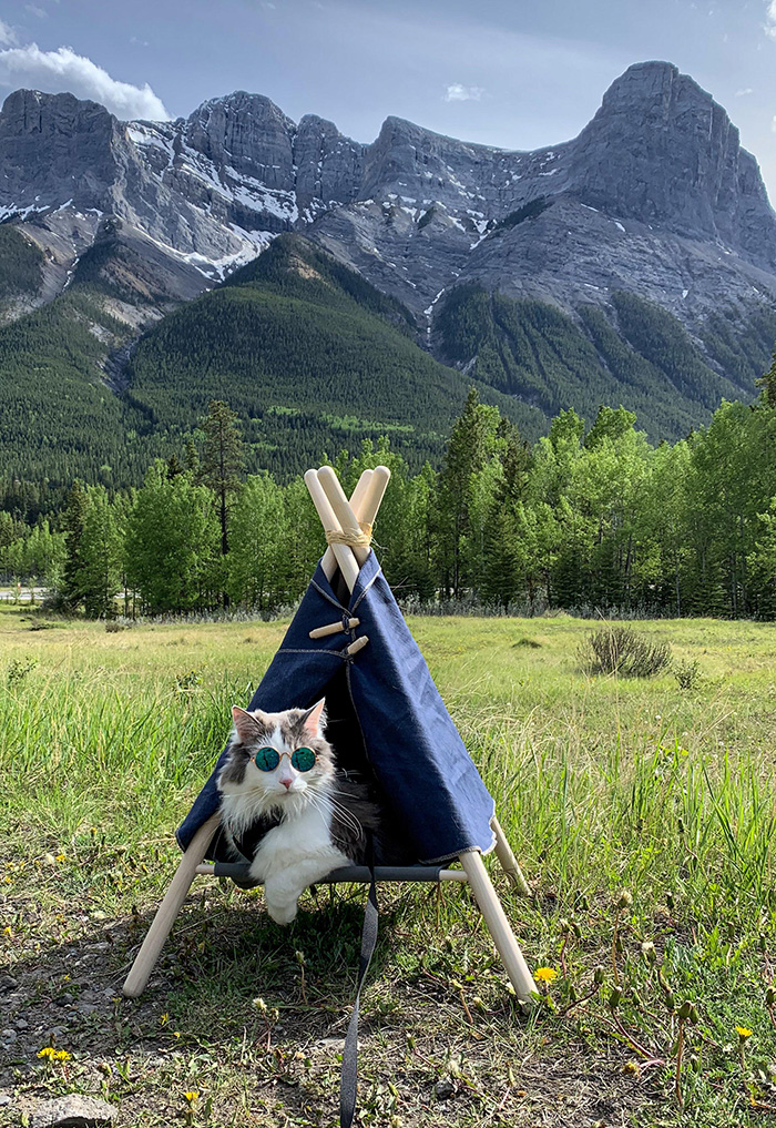 jsidp-cat-tent.jpg