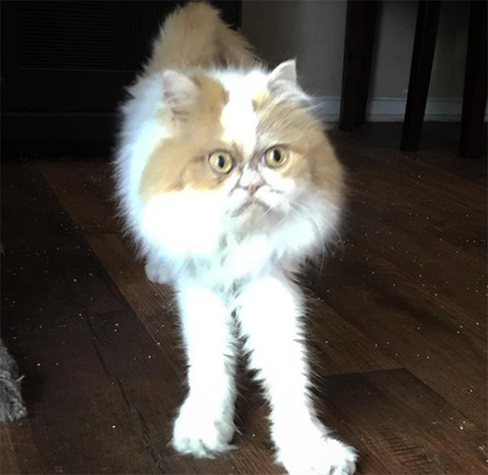 Meet The New Grumpy Cat That Looks Even Angrier Than Her Late