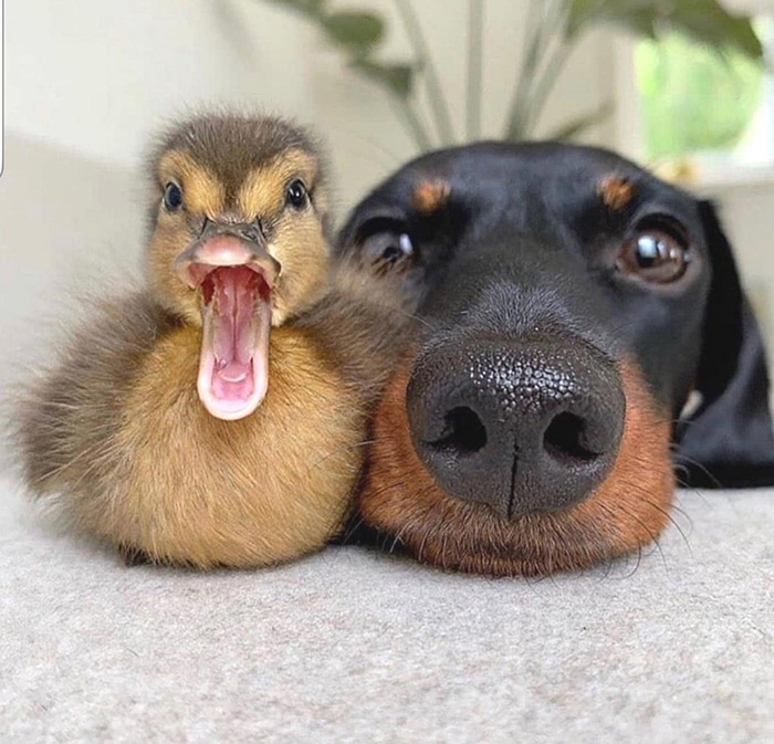 dog and duck picture
