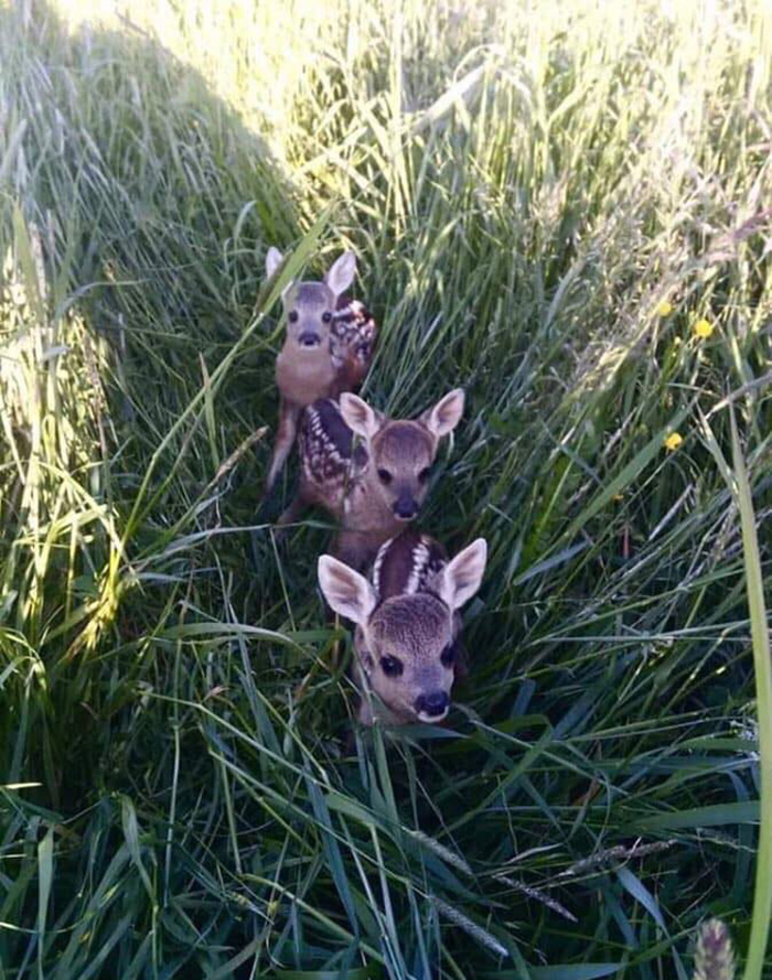 three baby deer