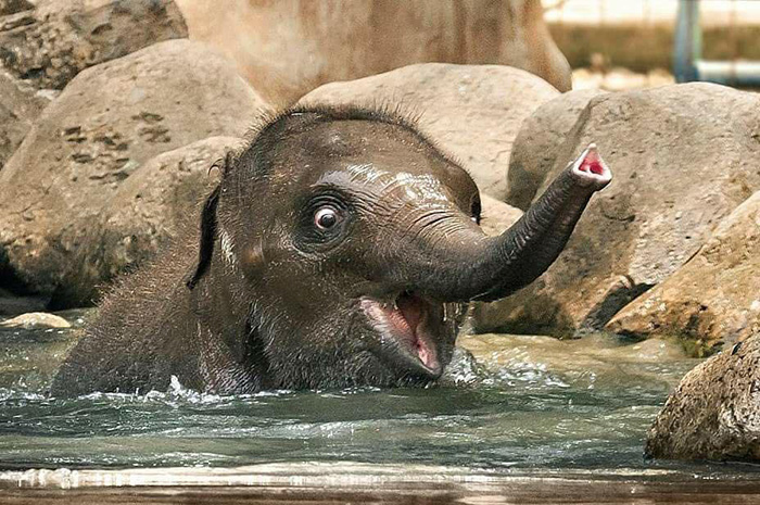 elephant first time in water