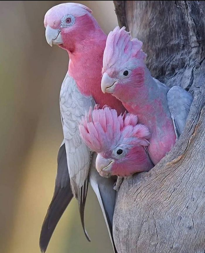 bird family