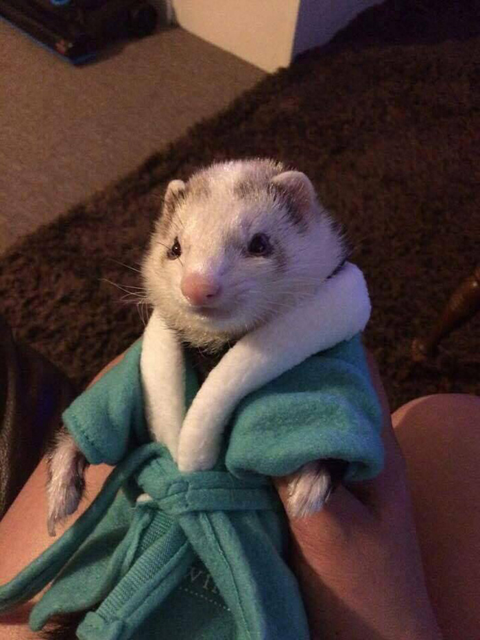 u9ype-comfy-farret.jpg