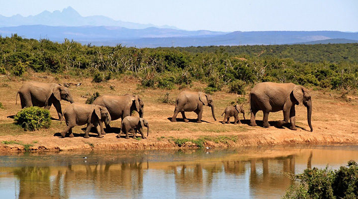 zero elephant deaths by poachers Africa