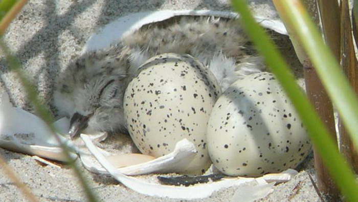 jersey shore cancels concerts bird eggs