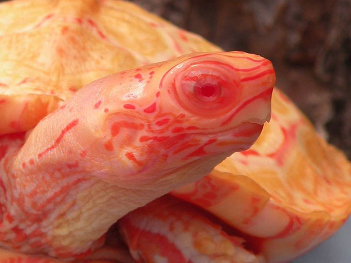 This Albino Turtle Is Absolutely Stunning