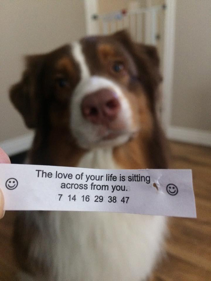 dog fortune cookie