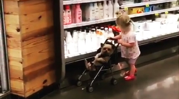 baby pushing dog in stroller