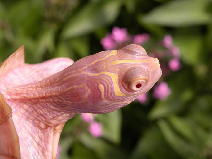 albino turtle