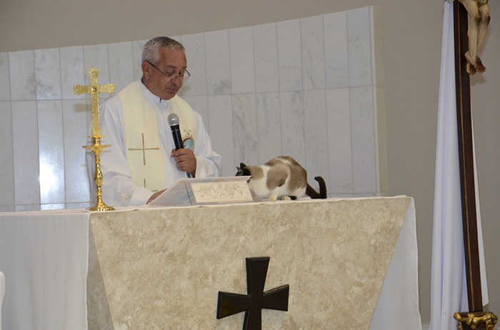 stray cat adopted by church