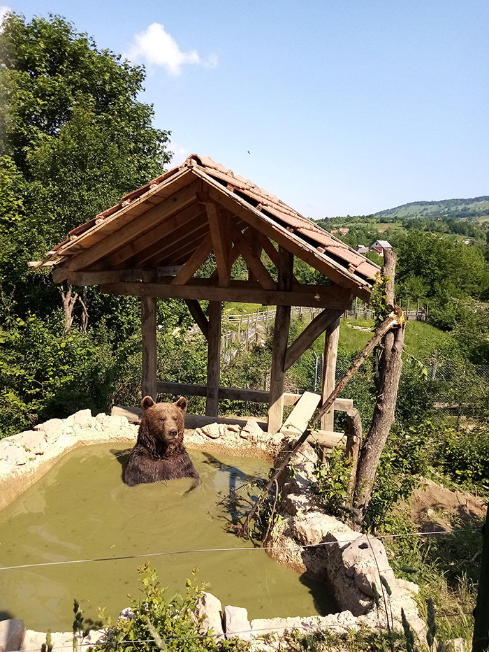 bear taking a relaxing bath