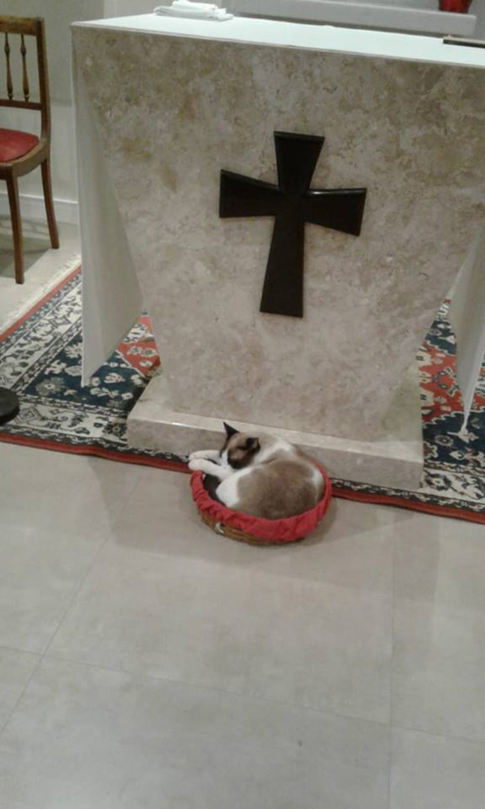 stray cat adopted by church