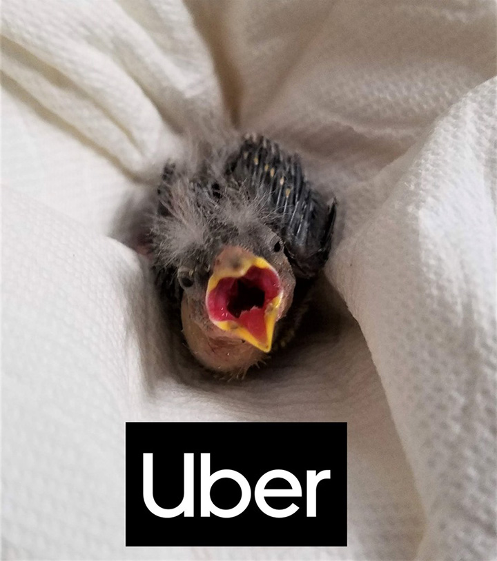 uber bird rescue