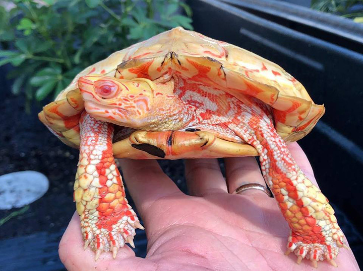 albino turtle