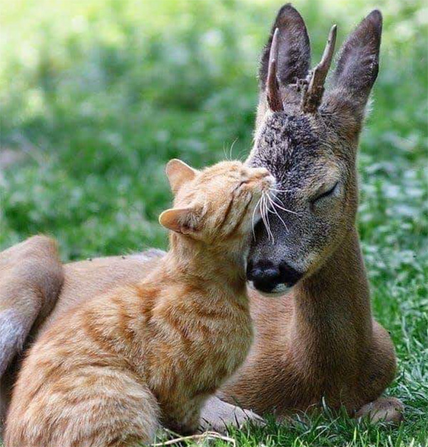 cat and deer