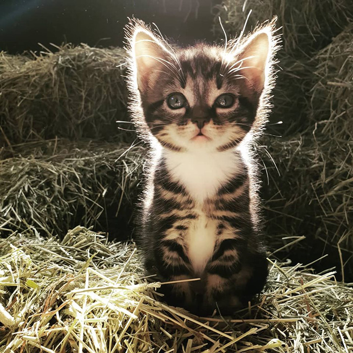 bpqa9-barn-kitten.jpg