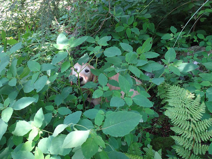 hikers find missin dog