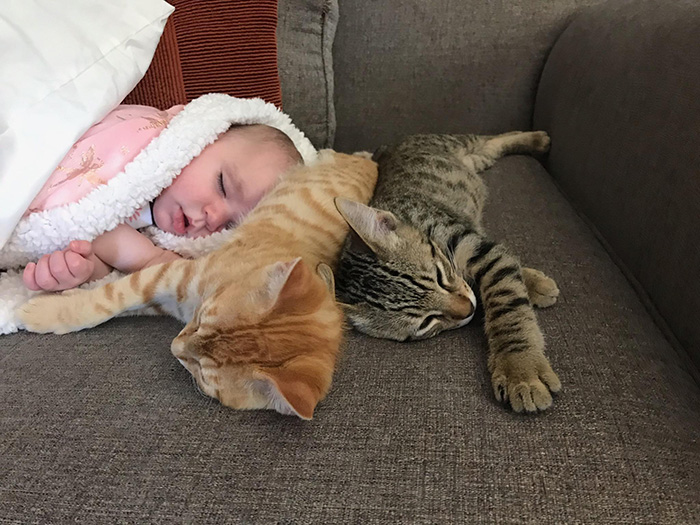 kittens prefer to sleep next to baby