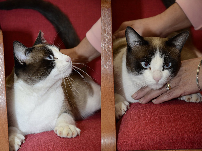 stray cat adopted by church