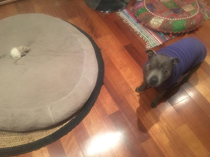 rat stole the dog bed