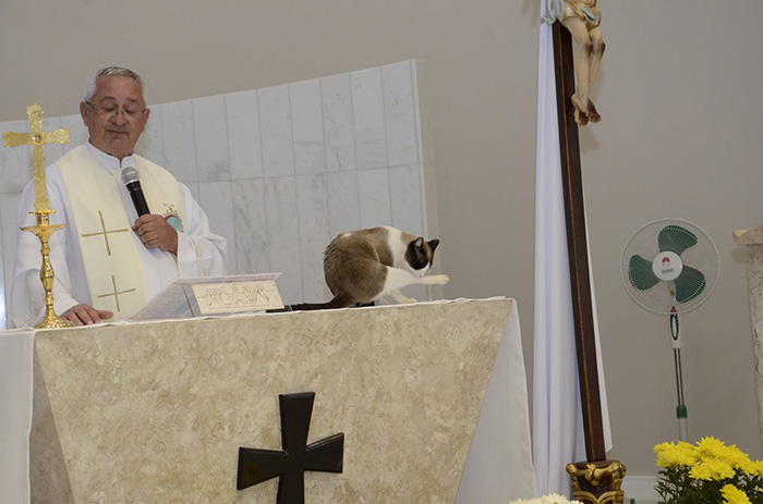 stray cat adopted by church