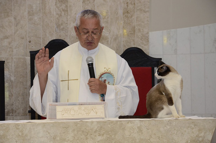 stray cat adopted by church