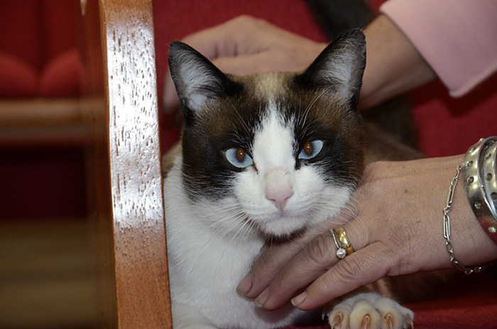 stray cat adopted by church