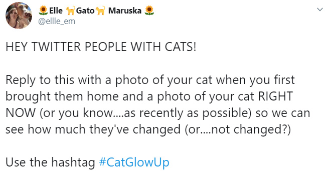 cat glow up