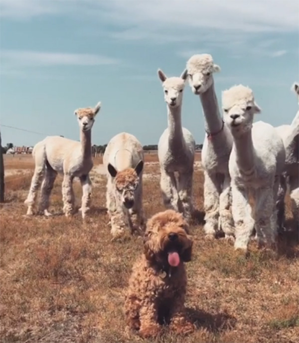 o509v-alpacas-and-dog.jpg