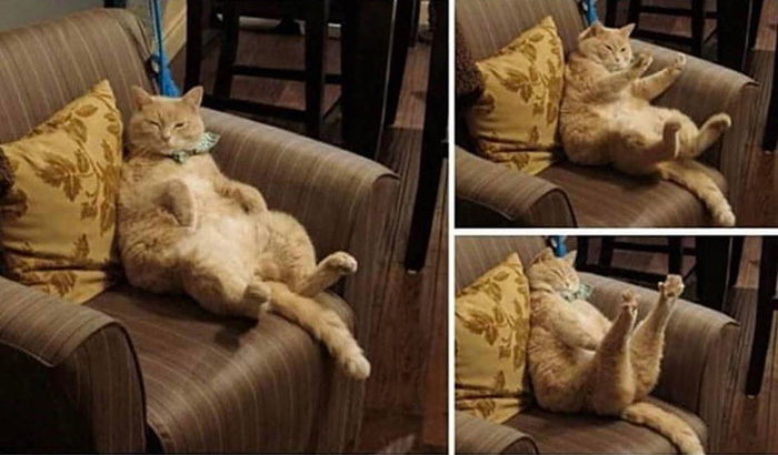 cat stretches on couch