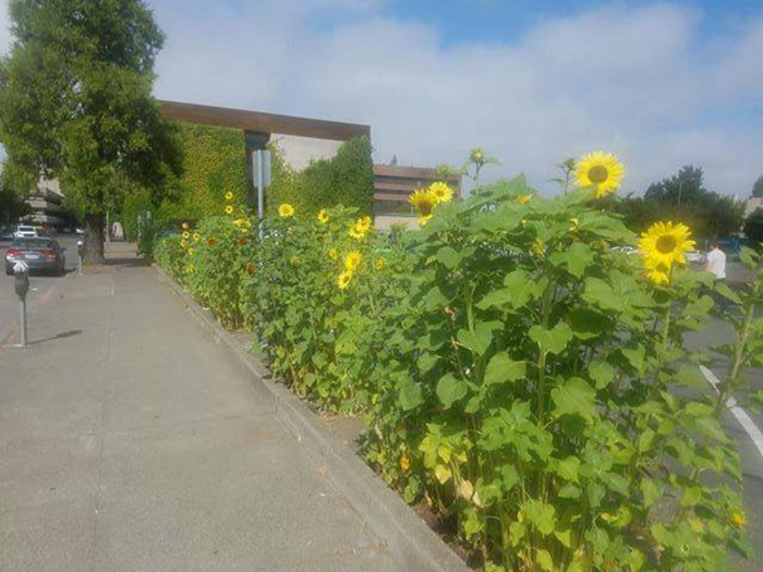 guerrilla garden