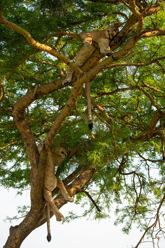 lion sleeping in tree