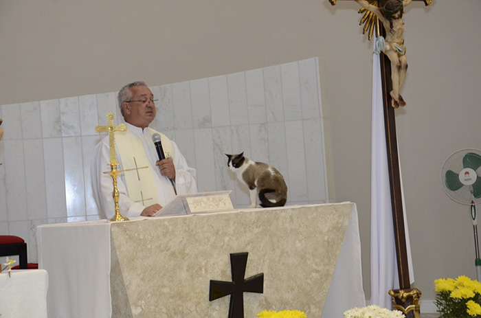 stray cat adopted by church