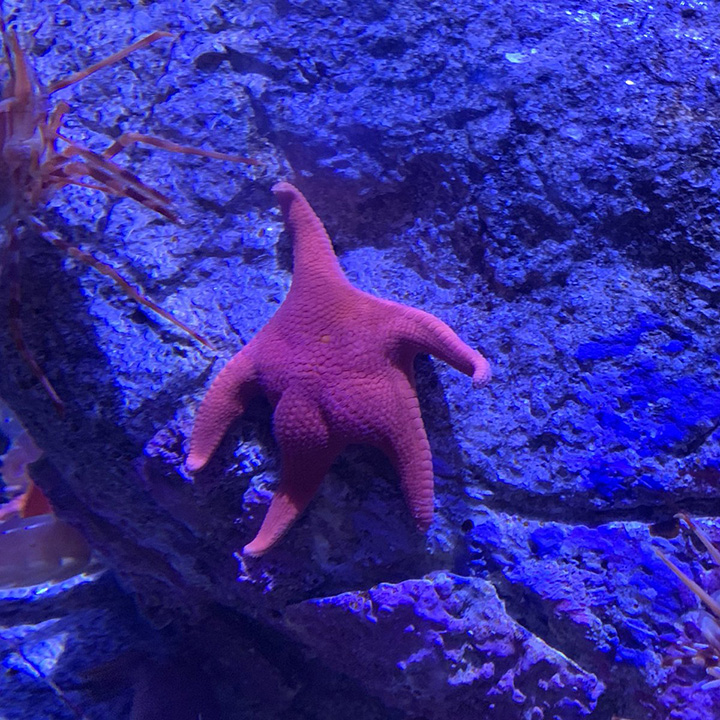 starfish huge butt