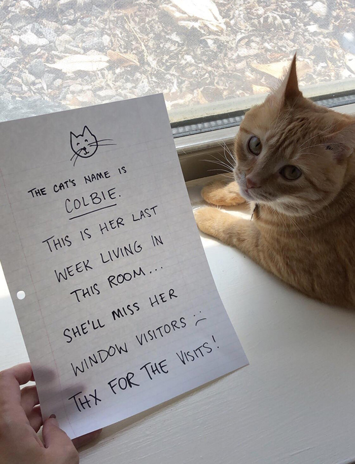cat note goodbye