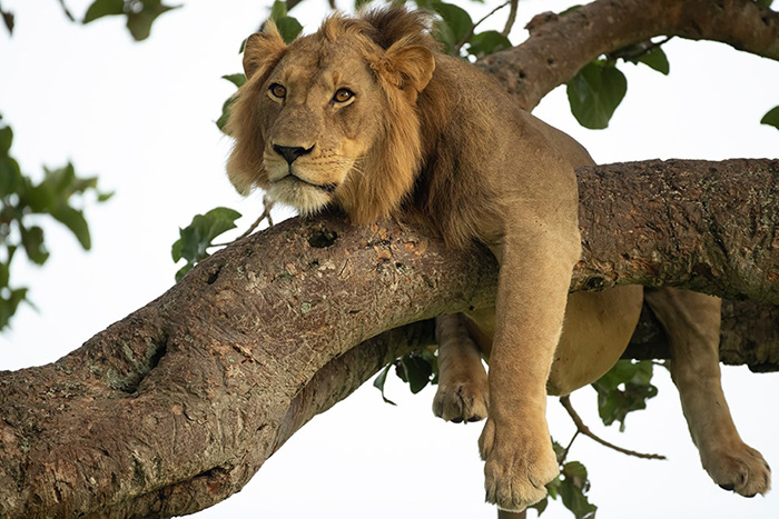 lion sleeping in tree