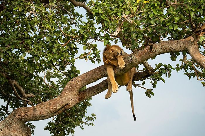lion sleeping in tree