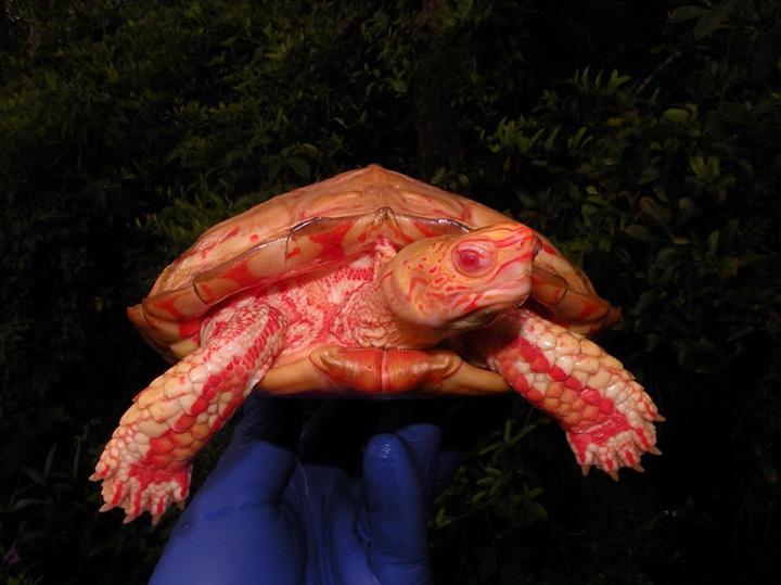 albino turtle