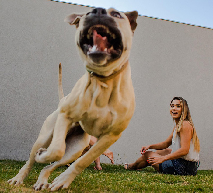 dog photobombs engagement shoot