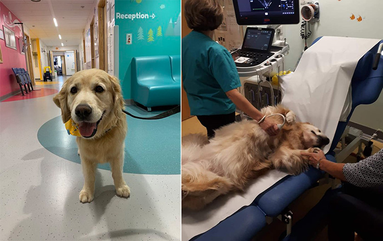 golden therapy dogs at childrens hospital