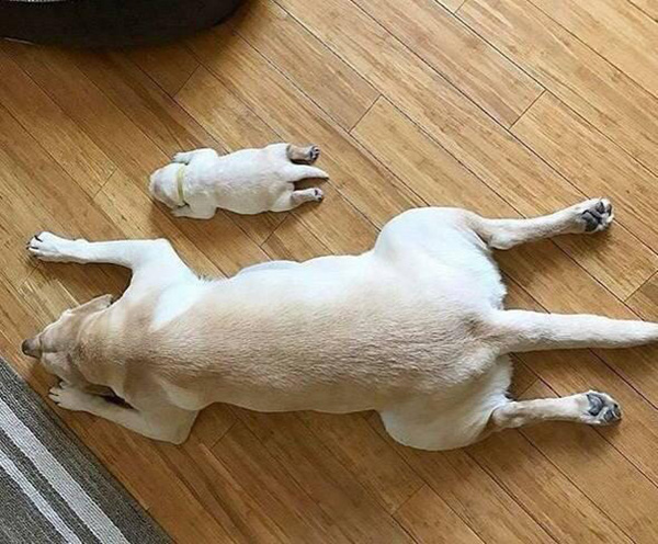 dog and puppy sleep in same position