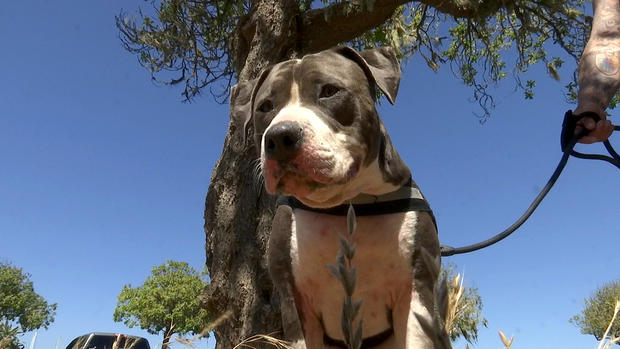 pit bull saves owner from shark