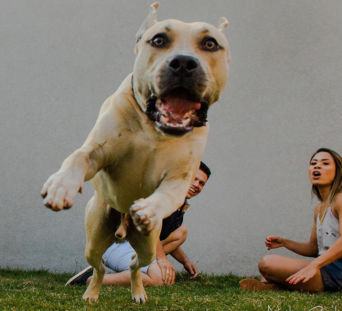 dog photobombs engagement shoot